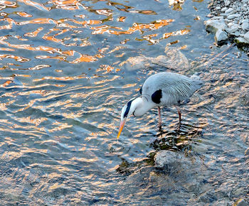 High angle view of birds in water