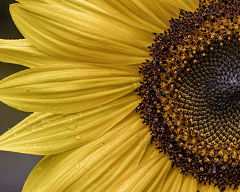 Close-up of sunflower