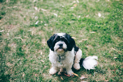 Portrait of dog on field