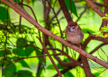 Close-up of bird perching on branch