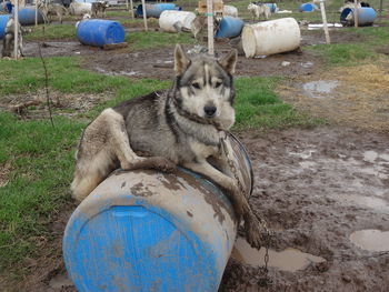 Dog by water