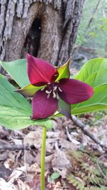 Close-up of red flower