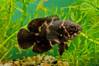 Close-up of fish swimming in sea
