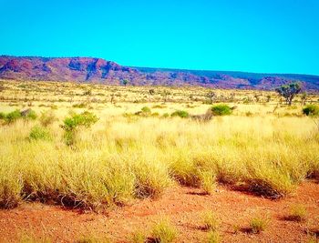 Scenic view of landscape against clear sky