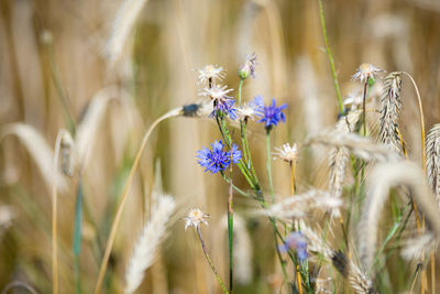 Close-up of purple flowering plant on field