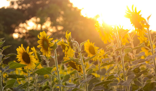 Close-up of yellow flowering plant on field