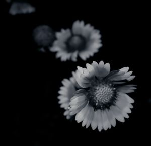 Close-up of flowers blooming against black background