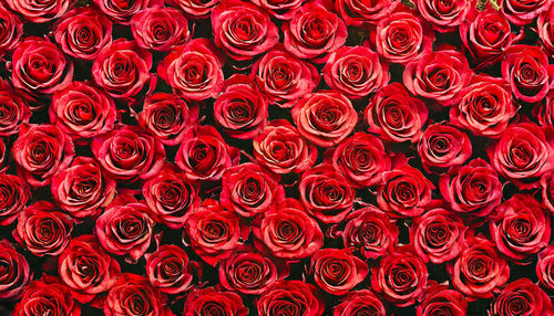 Full frame shot of abstract background, roses red