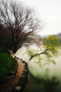 Close-up of wet tree by lake against sky