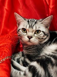 Close-up portrait of tabby cat with red eyes
