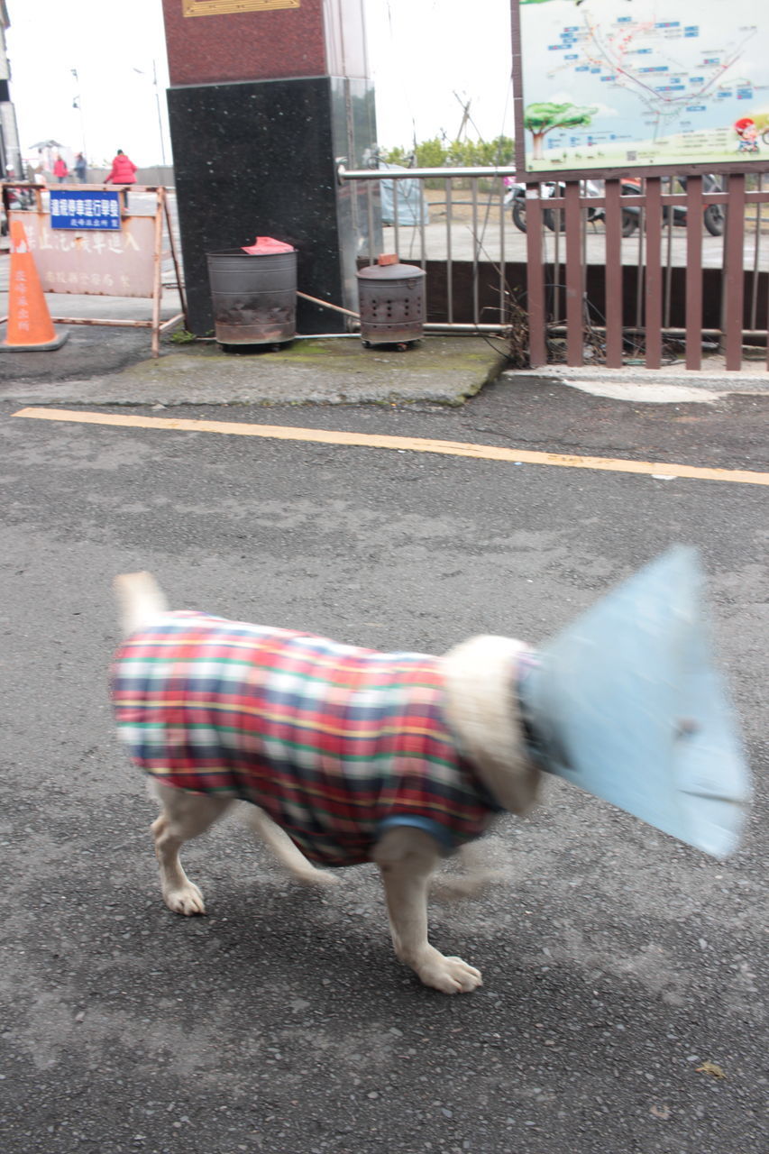 SIDE VIEW OF DOG WALKING ON ROAD