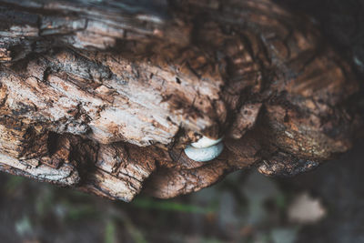 Close-up of tree trunk