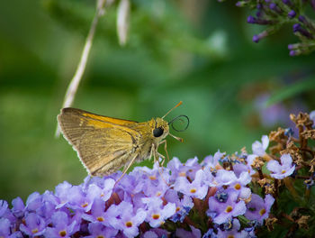 Butterfly pollinating on purple flower