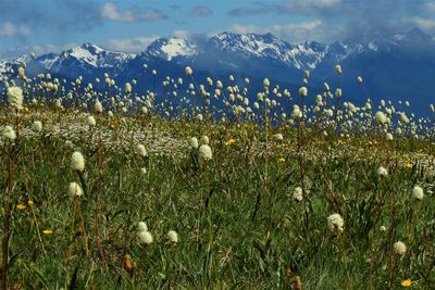 Plants growing on field against sky