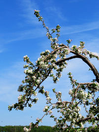 Low angle view of flowering tree against blue sky