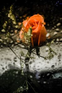 Close-up of wet orange flower blooming outdoors