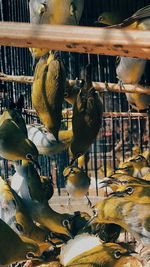 High angle view of bird in cage
