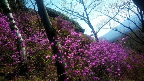 Purple flowering tree