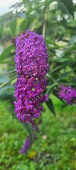 flowering plant