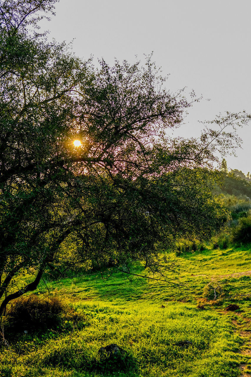 SCENIC VIEW OF GRASSY FIELD AGAINST SKY DURING RAINY SEASON