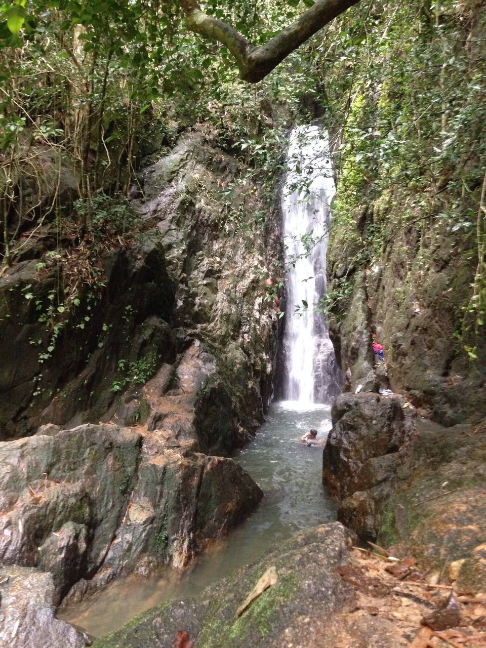 water, rock - object, flowing water, forest, nature, tree, waterfall, flowing, beauty in nature, tranquility, stream, motion, plant, scenics, growth, rock, rock formation, moss, high angle view, day