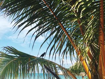 Low angle view of palm tree against sky