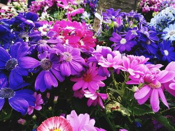 High angle view of pink flowering plants