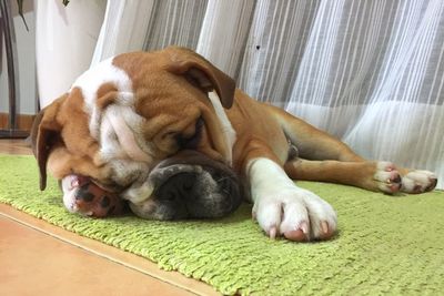 Close-up of dog sleeping