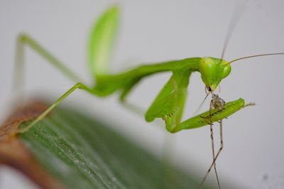 Close-up of insect on leaf