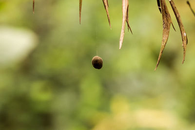 Close-up of fruits hanging on tree