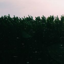 Trees in forest against sky