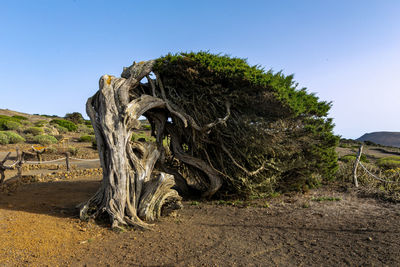 Alive tree on field against sky