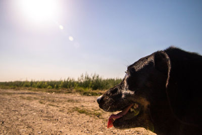 Dog looking away on field