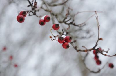 Close-up of red berries on tree