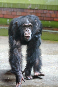 Portrait on chimpanzee in zoo