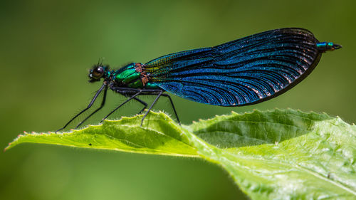 Close-up of damselfly on plant