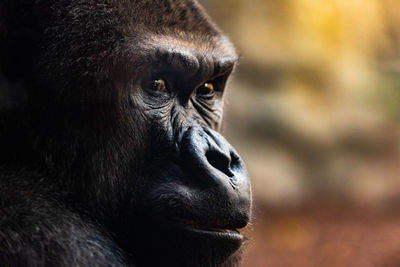 Close-up portrait of a monkey