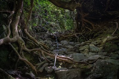 Trees growing in forest