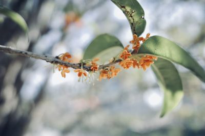 branch