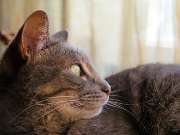 Close-up of a cat looking away