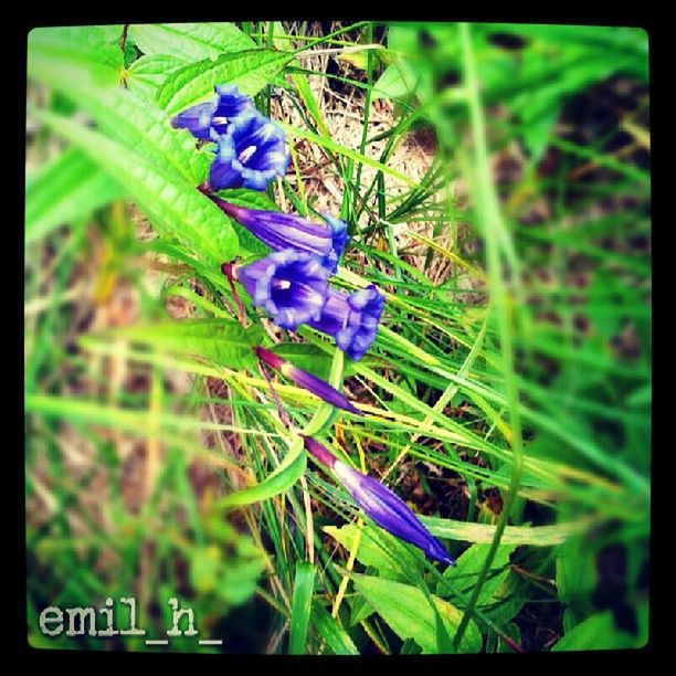 transfer print, flower, growth, auto post production filter, purple, plant, freshness, blue, nature, fragility, beauty in nature, close-up, focus on foreground, green color, leaf, field, day, stem, blooming, outdoors