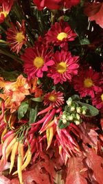 Close-up of red flowers