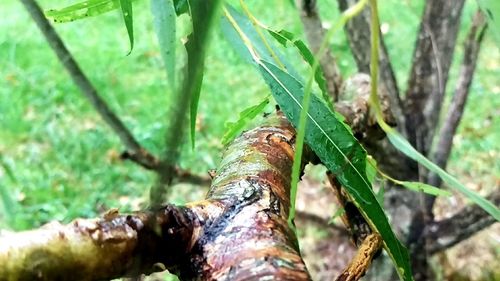 Close up of green plant