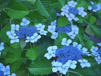 High angle view of purple hydrangea flowers