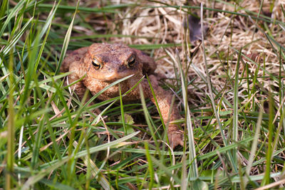 Close-up of frog on field