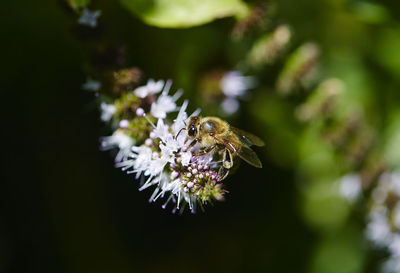 Close-up of bee on purple flower