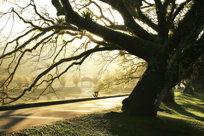 Road by trees in city