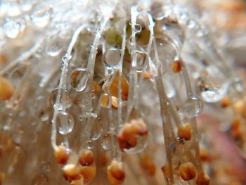 Close-up of ice water