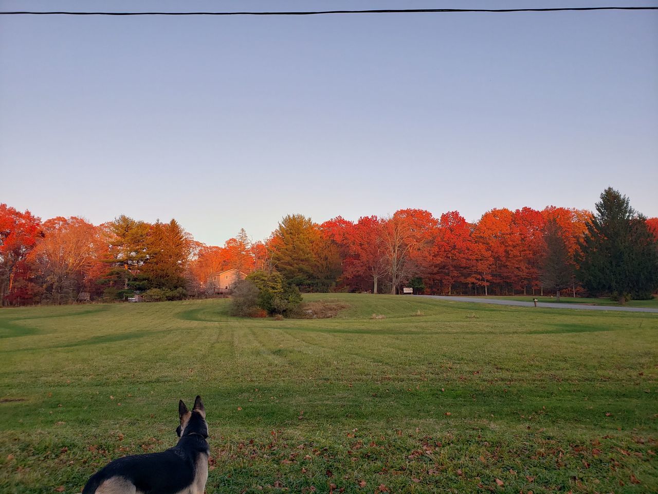 VIEW OF A HORSE ON FIELD