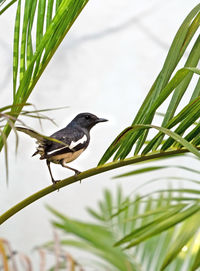 Bird perching on a plant